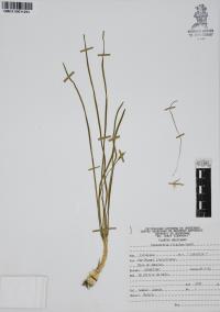 Stenanthium frigidum image